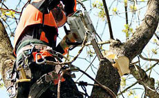Arbostist Chainsaw